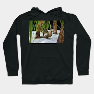 Seahorses Hoodie